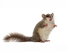 Glis Glis